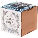 ель голубая